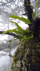 Lepisorus obscurevenolusus