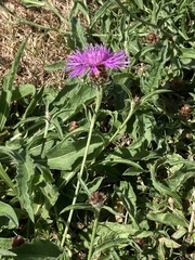 Centaurea debeauxii