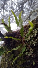 Lepisorus obscurevenolusus