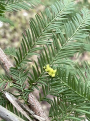 Taxodiomyia cupressi