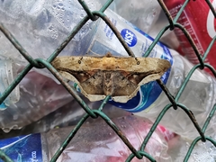 Chorodna metaphaearia