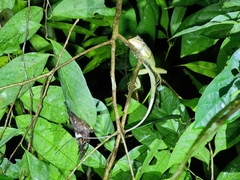 Calotes emma