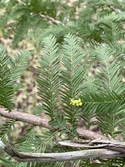 Taxodiomyia cupressi
