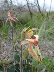 Caladenia tessellata
