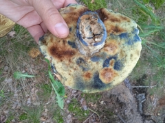 Gyroporus cyanescens