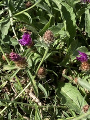 Centaurea debeauxii