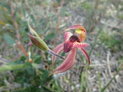 Caladenia tessellata