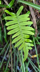 Polypodiodes amoena