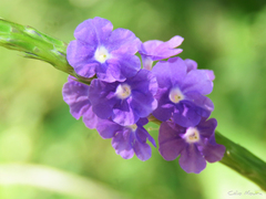 Stachytarpheta angustifolia