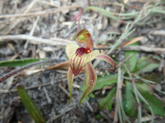 Caladenia tessellata