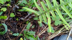 Polypodiodes amoena