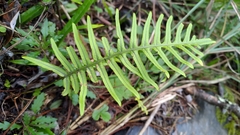 Polypodiodes amoena