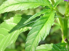 Stachytarpheta angustifolia