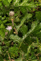 Carduus silvarum
