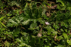Carduus silvarum