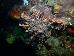 Gorgonocephalinae