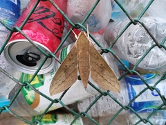 Theretra boisduvalii