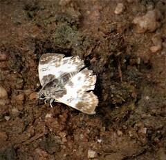 Polyctor polyctor
