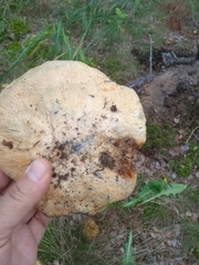 Gyroporus cyanescens