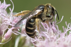 Halictus quadricinctus