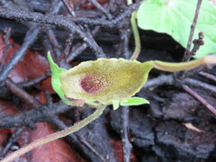 Aristolochia pringlei
