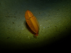 Sarcoptilus shaneparkeri