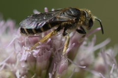 Halictus quadricinctus