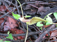 Aristolochia pringlei