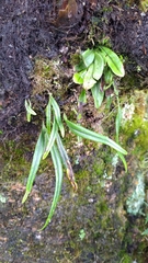 Lepisorus monilisorus