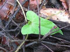 Aristolochia pringlei