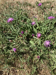 Centaurea debeauxii