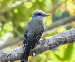 Tyrannus albogularis