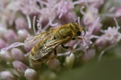 Halictus tumulorum