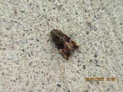Euplexia
