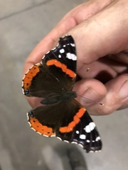 Vanessa atalanta
