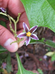 Solanum edmundoi