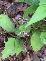 Solanum edmundoi