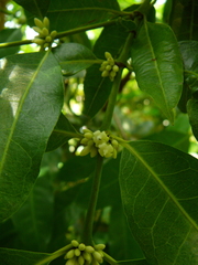 Polysphaeria multiflora