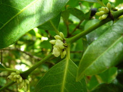 Polysphaeria multiflora