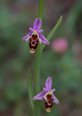 Ophrys oestrifera