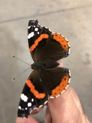 Vanessa atalanta