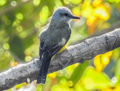 Tyrannus albogularis