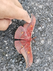 Antheraea assamensis