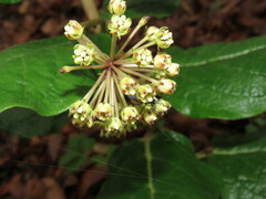 Asclepias pringlei