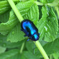 Chrysochus chinensis