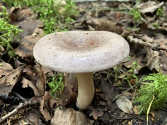 Lactarius trivialis