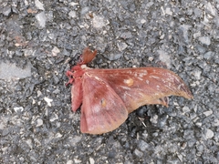 Antheraea assamensis