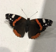 Vanessa atalanta