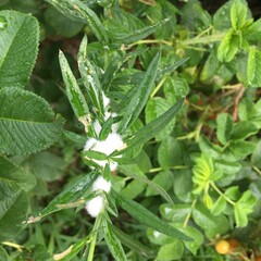 Rhopalomyia giraldii