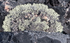 Arctoparmelia